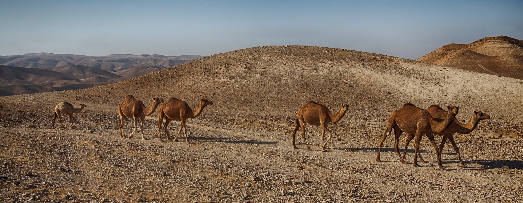 The Negev